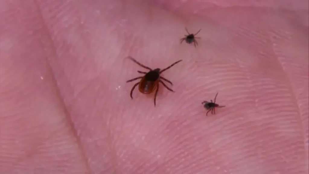 Rare Bourbon virus infection